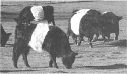
It is surprising how both cattle and sheep will leave nice green pasture to chew on dry hay.
